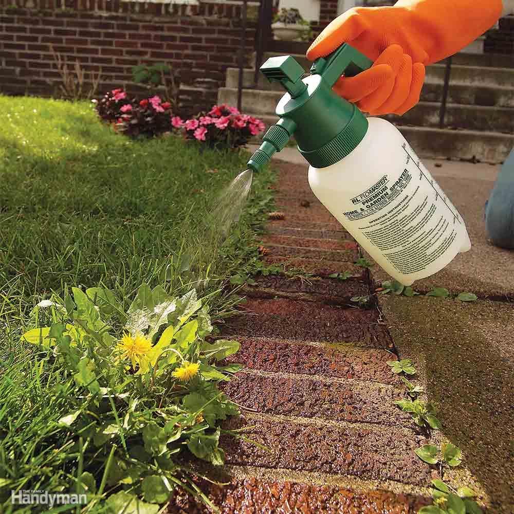 Kill Broadleaf Weeds: Late Season