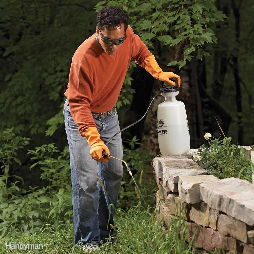 Kill Perennial Grassy Weeds: Too Late