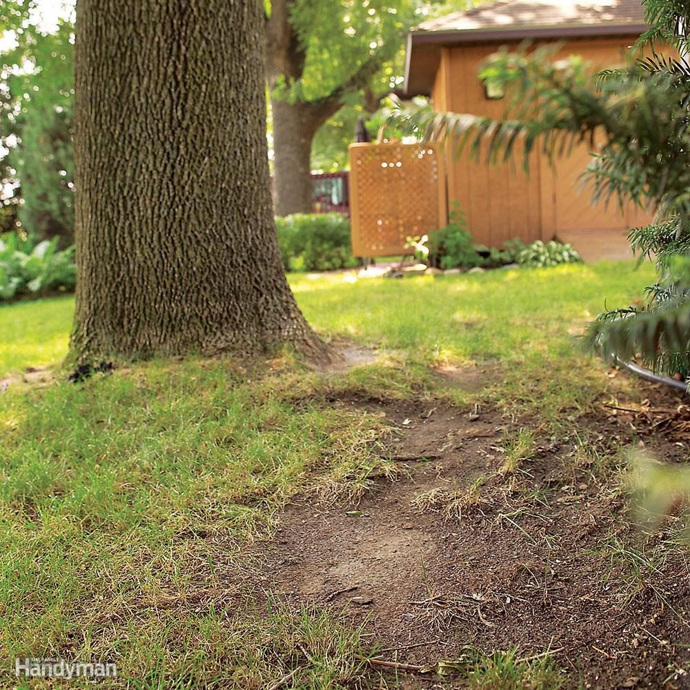 Plant Hardy Ground Covers in Shady Areas