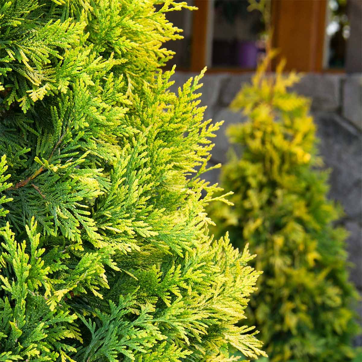 Ember Waves Western Arborvitae in Summer