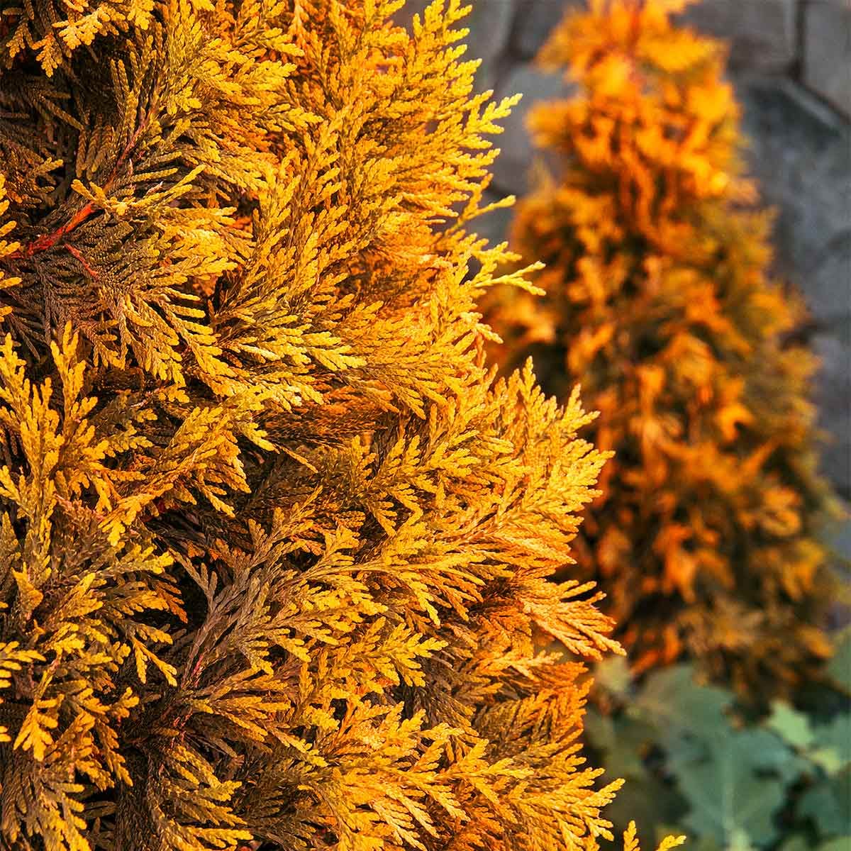 Ember Waves Western Arborvitae in Winter