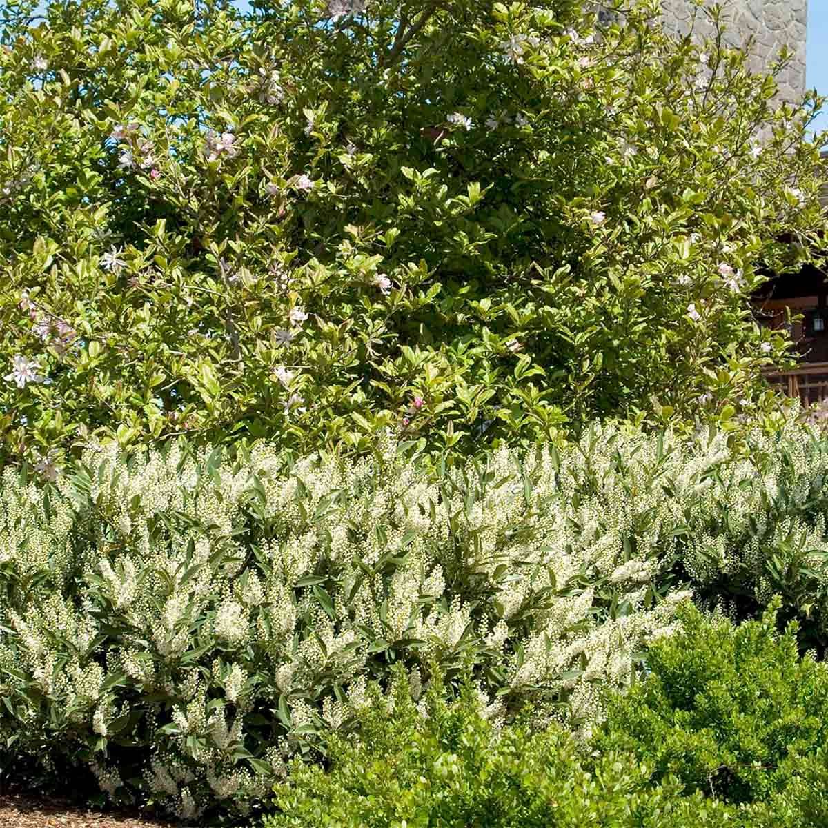 'Otto Luyken' English Laurel