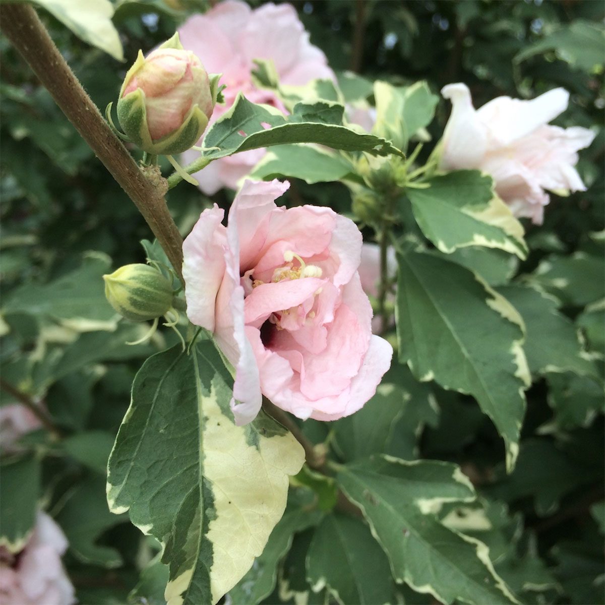 Sugar Tip Rose of Sharon