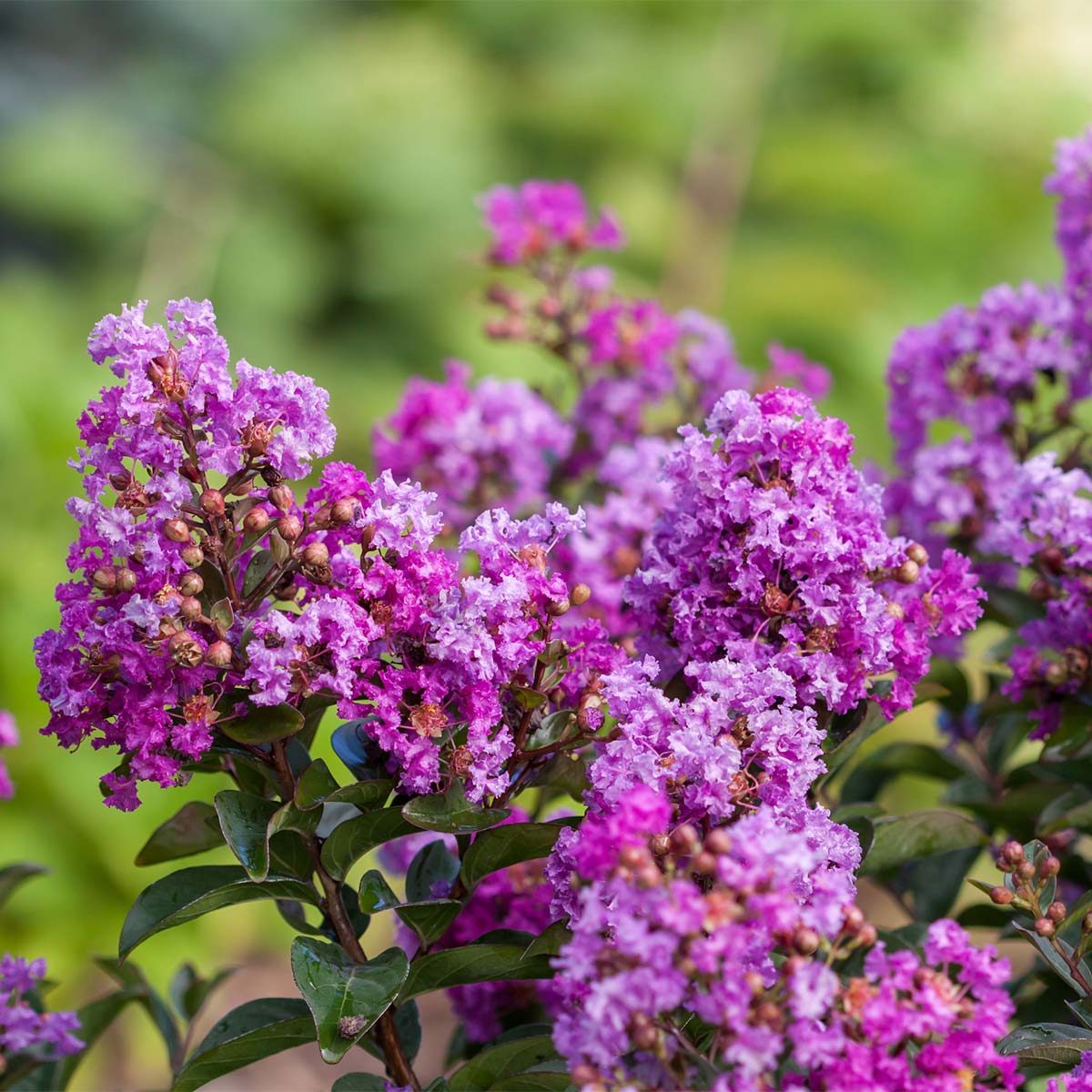 Purple Magic Crapemyrtle