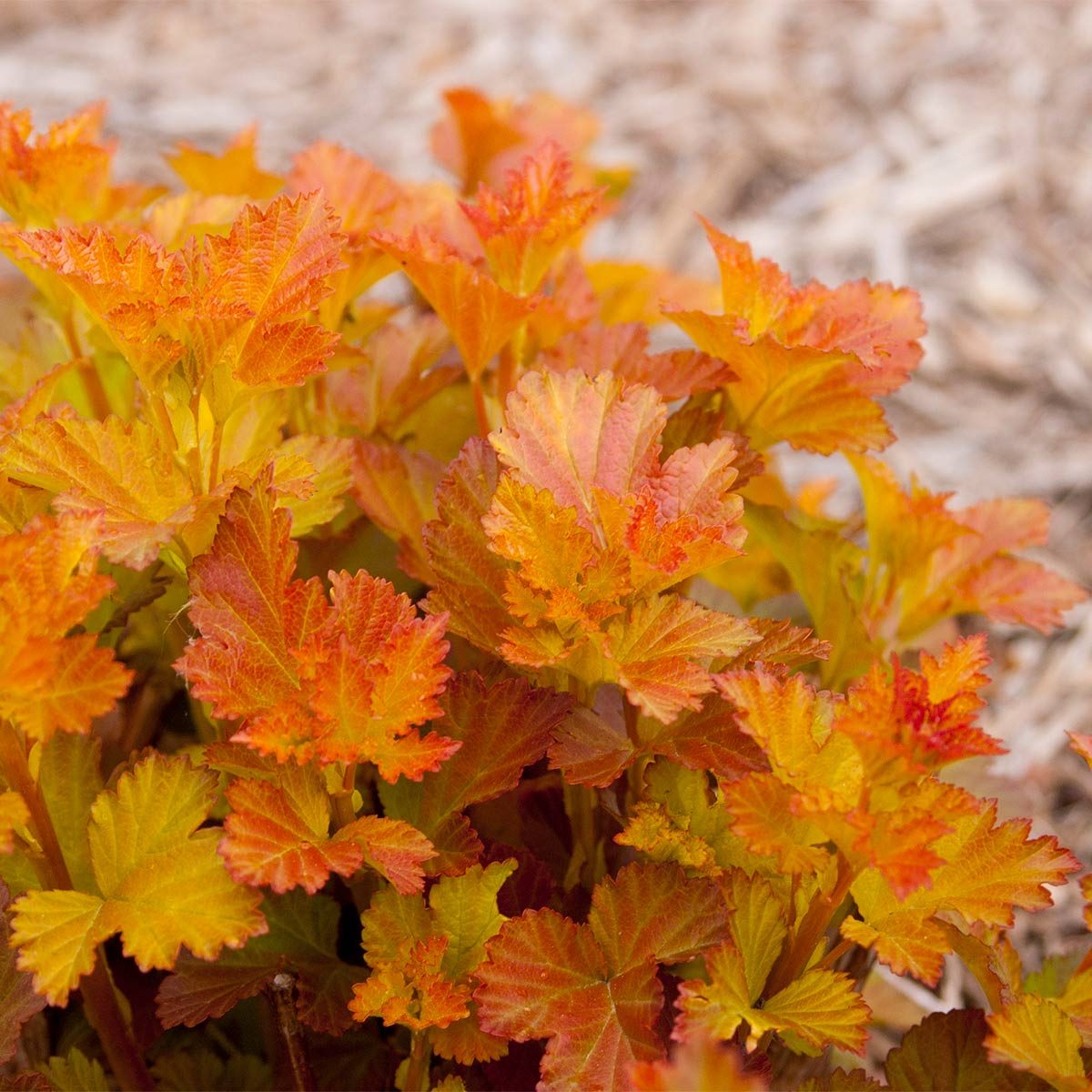 Amber Jubilee Ninebark