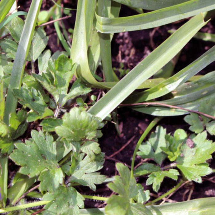 weed free garden