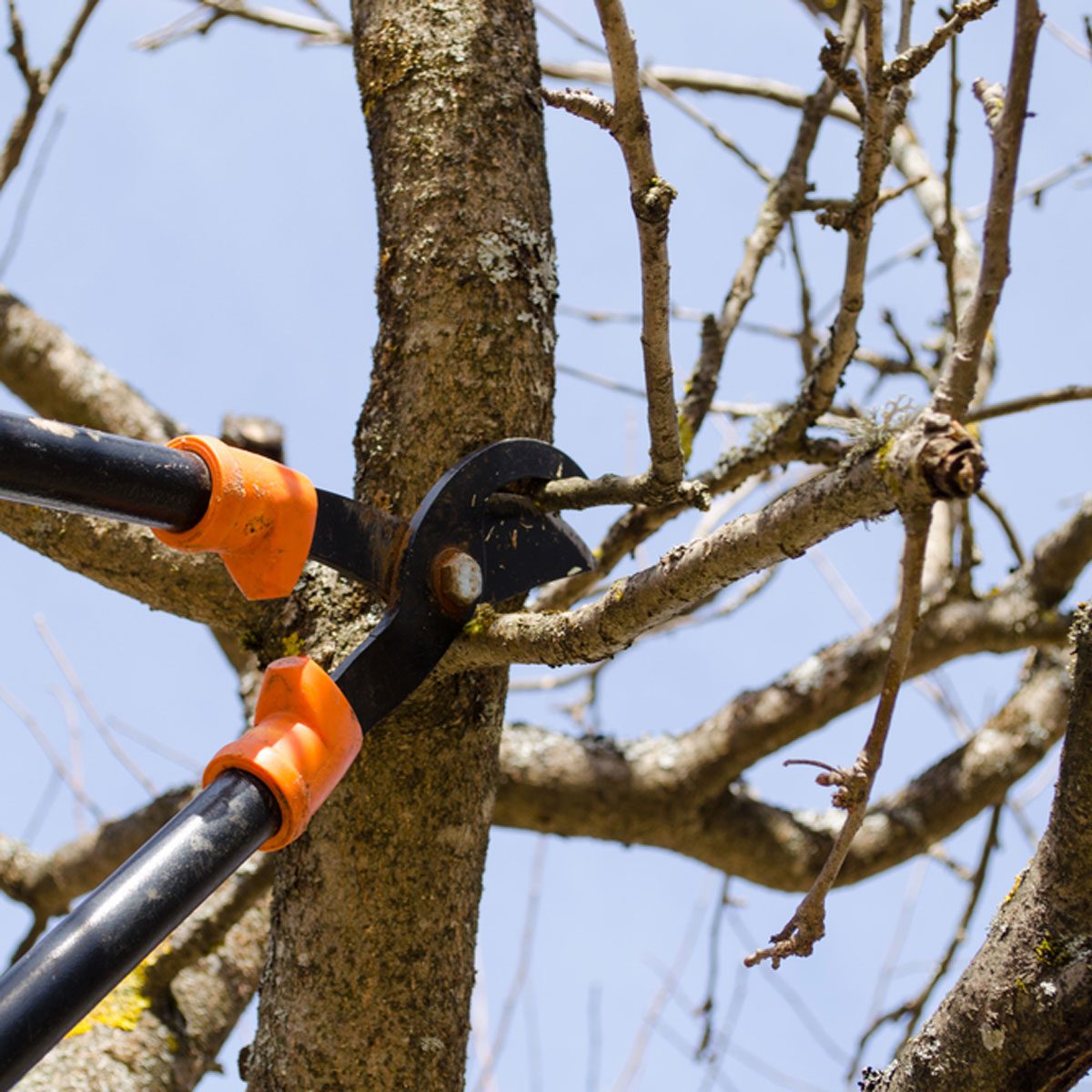 Don't Prune Your Trees