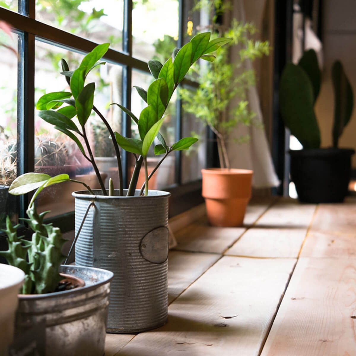 Plant Watering
