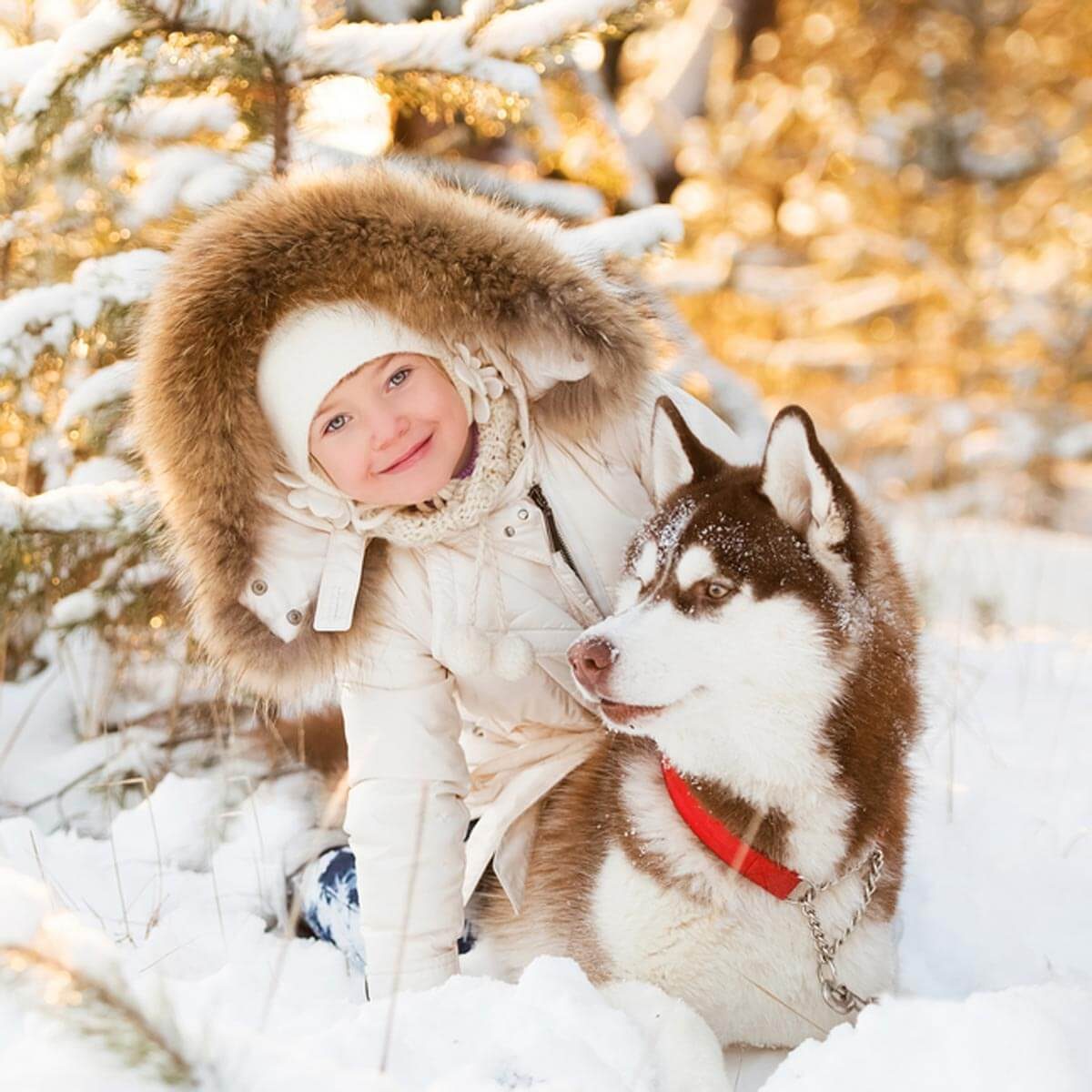 Understand the Dog