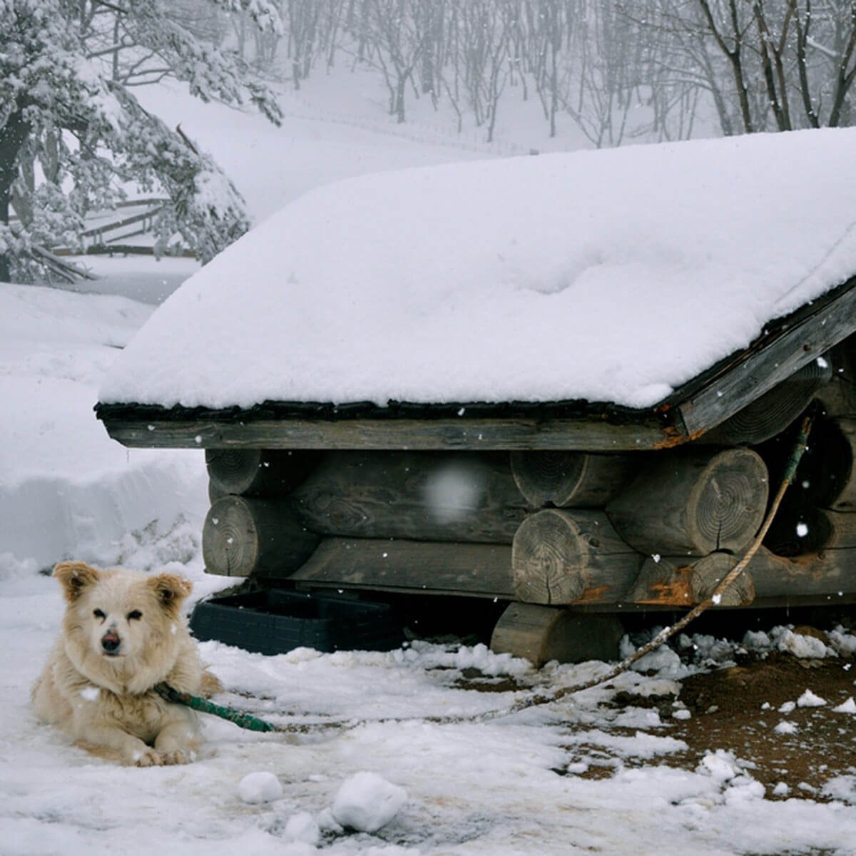 Give Them Shelter