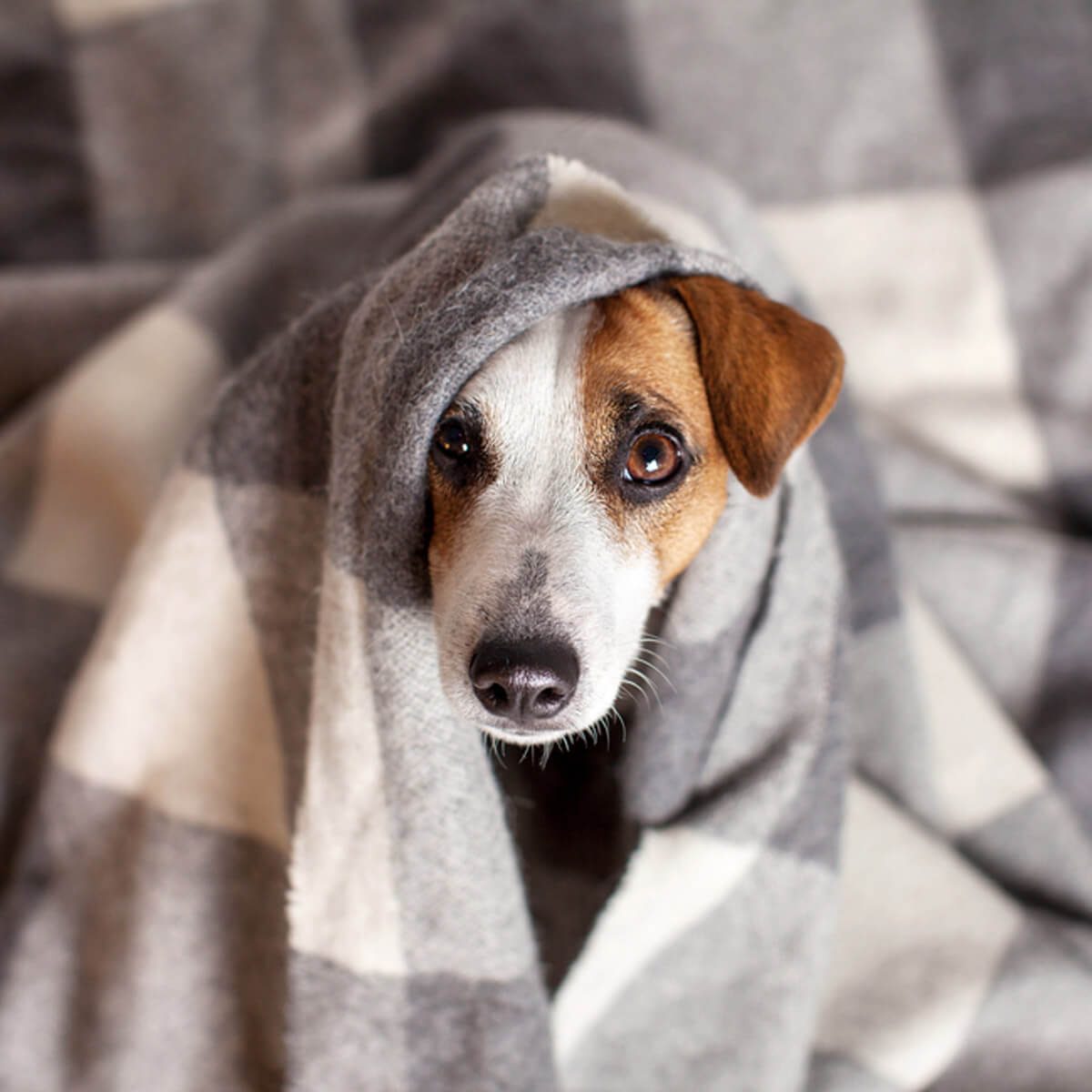 Bring All Dogs Inside When It's Extremely Cold