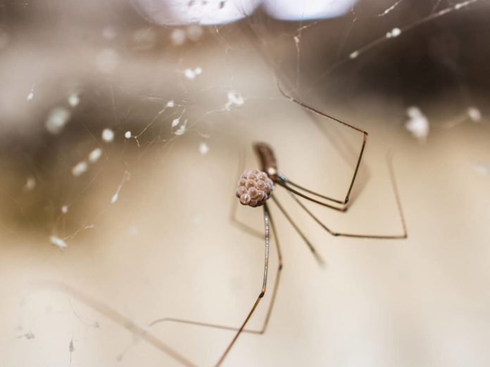 Spiders