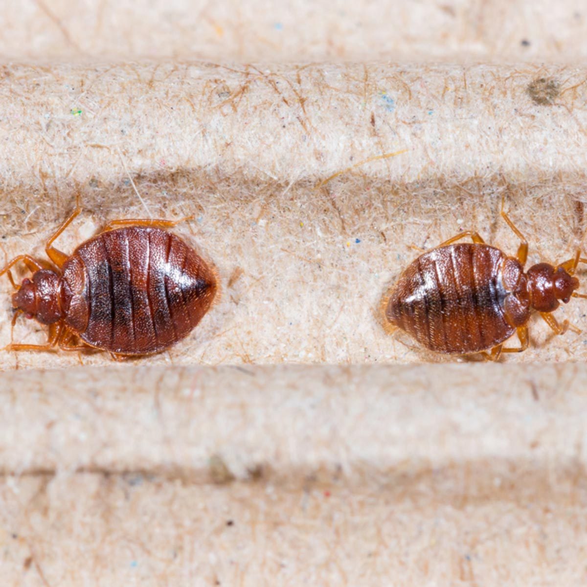 Two bedbugs crawl on a textured surface, showcasing their reddish-brown bodies and distinct shapes, indicating an infestation risk in domestic environments.
