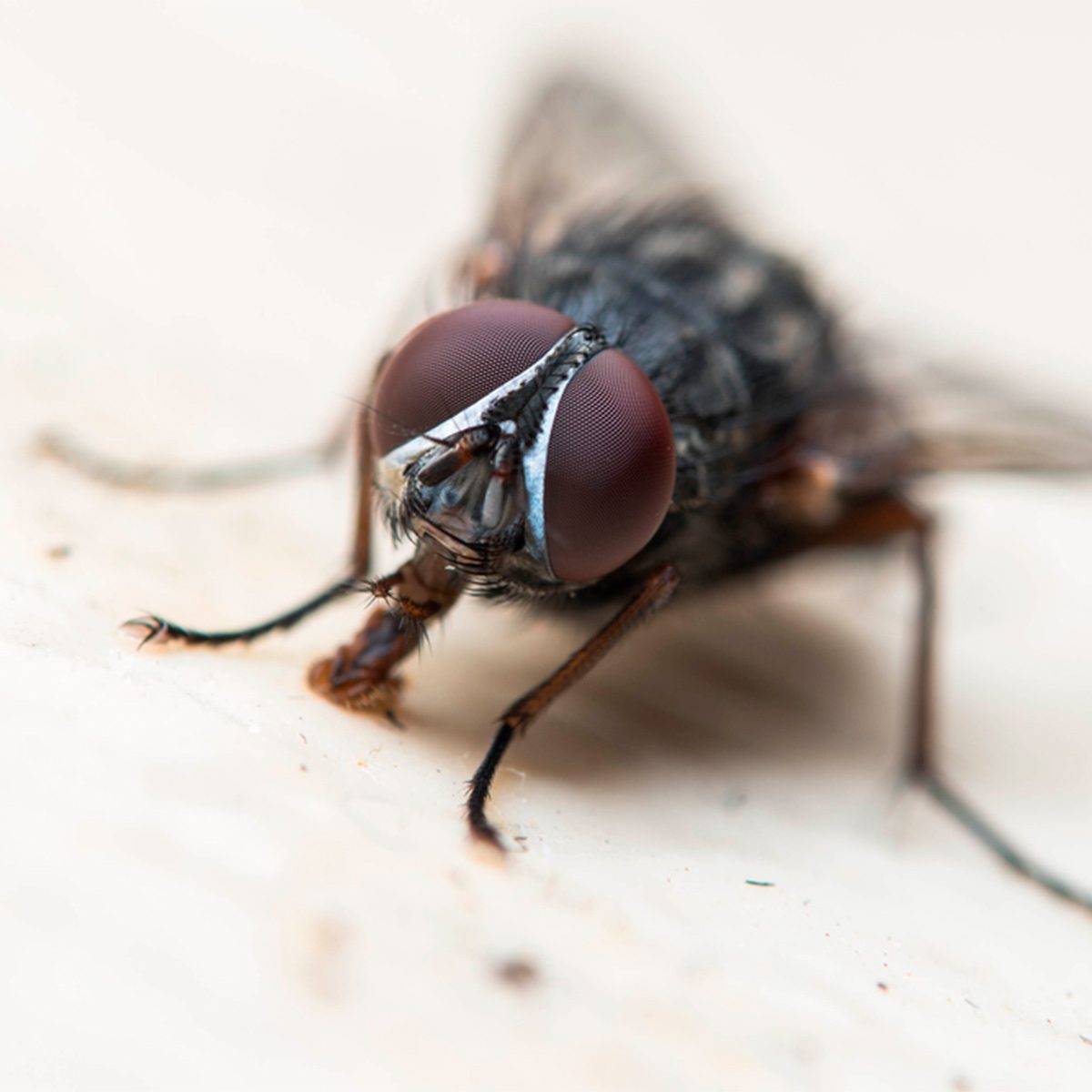 A fly with large, red compound eyes is perched on a light-colored surface, appearing to inspect or prepare to take flight.
