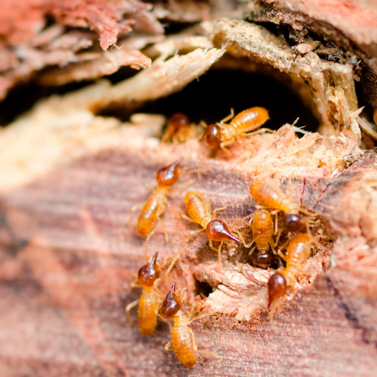 Termites emerge from a wooden nest, actively moving and foraging, surrounded by chewed wood and visible excavated tunnels within the material.