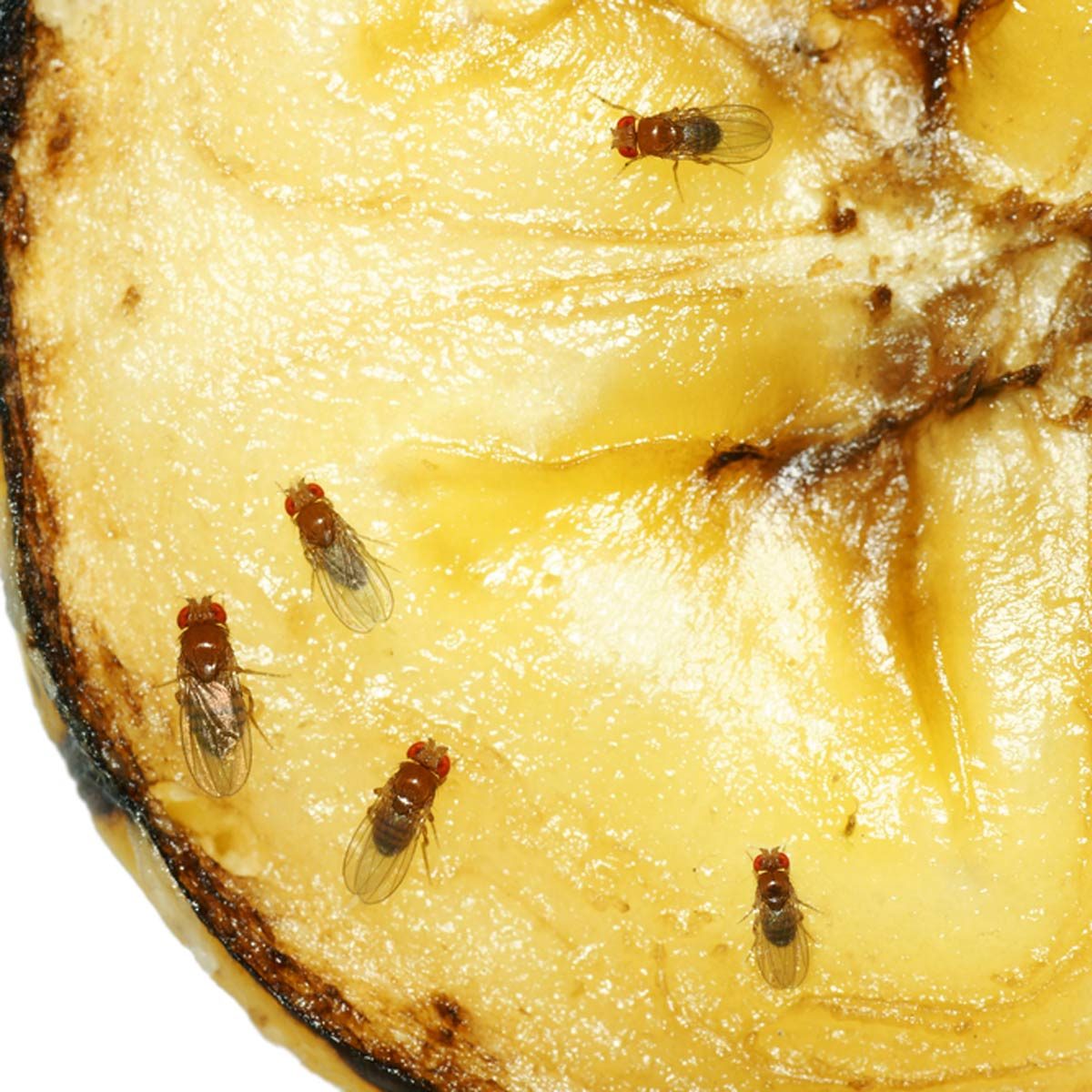 Several small flies cluster on a cut section of overripe banana, which has a soft texture and slight browning, suggesting decay.