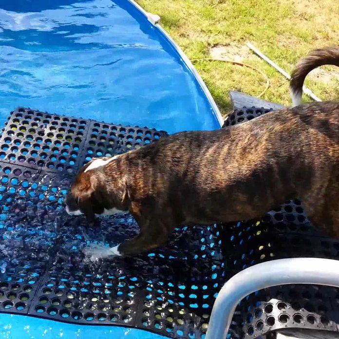 dog