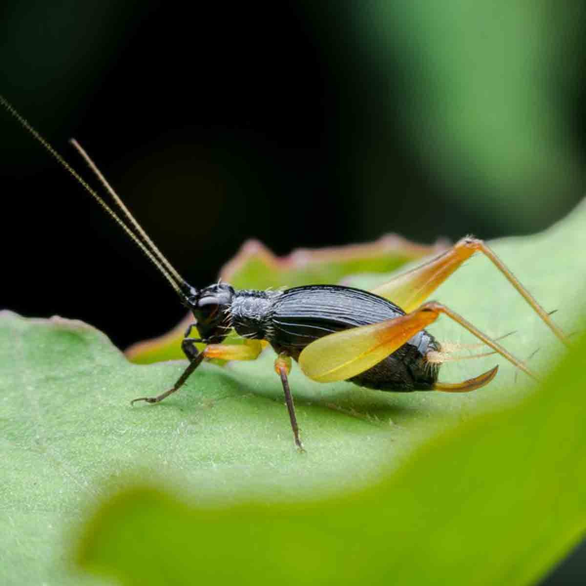 A black insect with yellow legs sits on a green leaf, featuring long antennae, in a blurred natural environment.