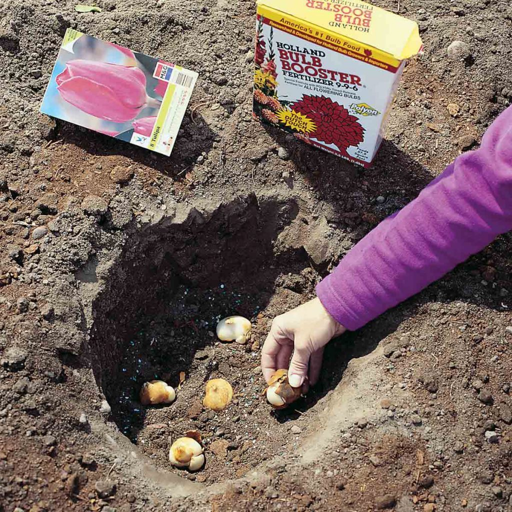 planting depth