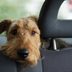 It’s Illegal to Leave Pets In Your Car in These States