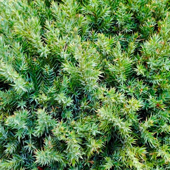 branch