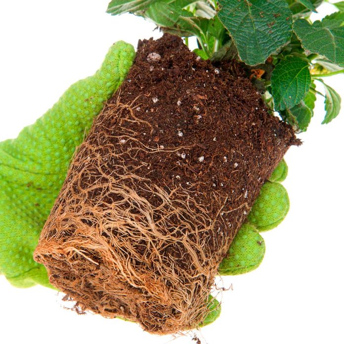 Root