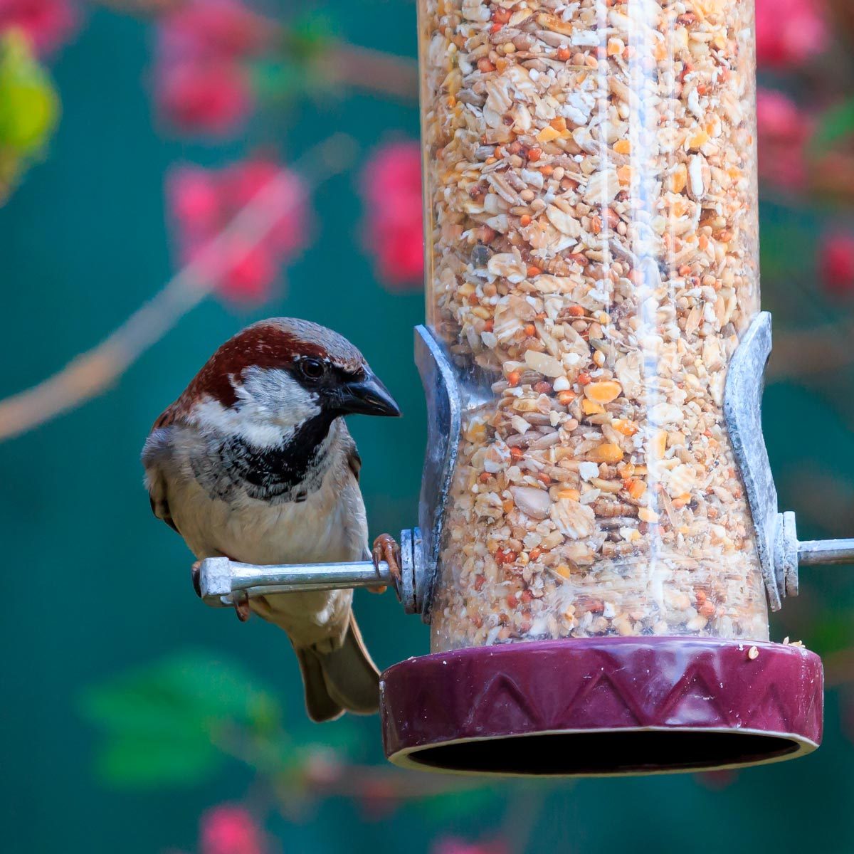 bird