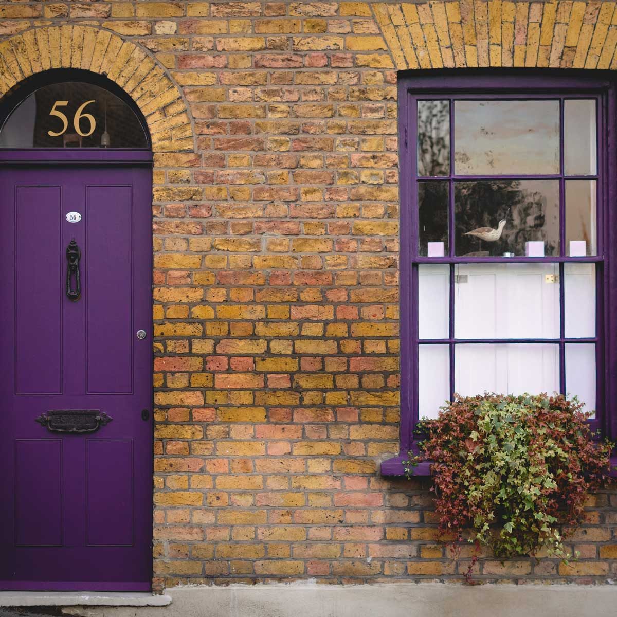 Purple