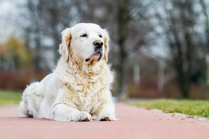 Golden retriever, retriever portrait