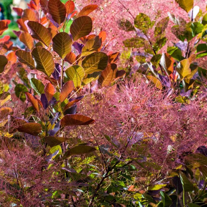 Smoke Tree
