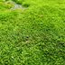 Mulch Glue Explained: What It Is and How It Works