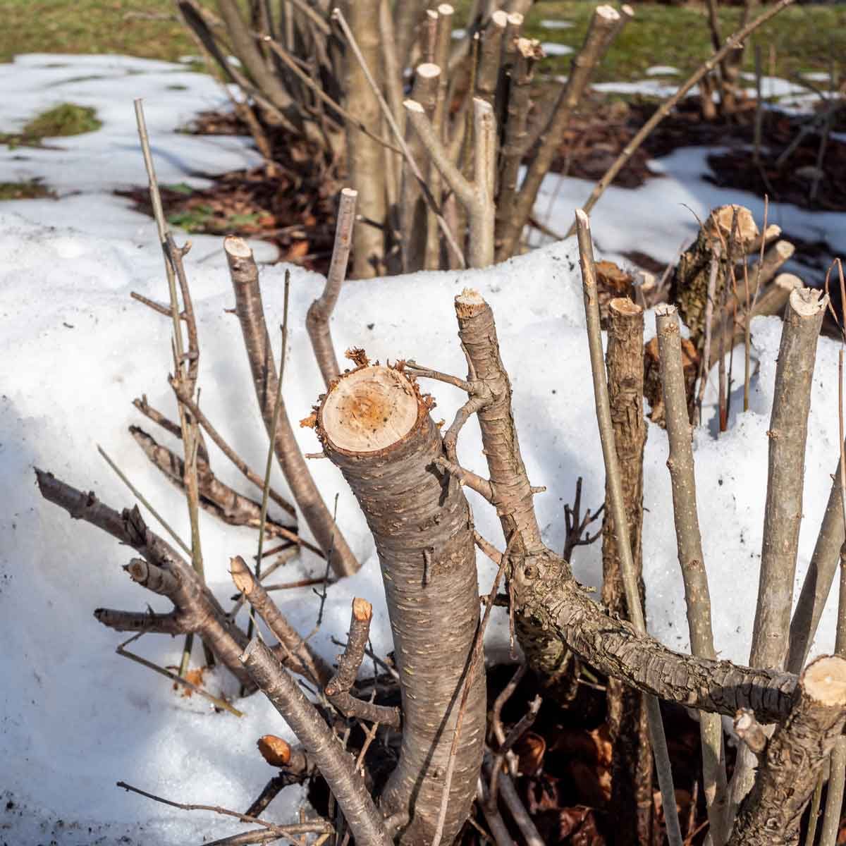 Cut Back Shrubs