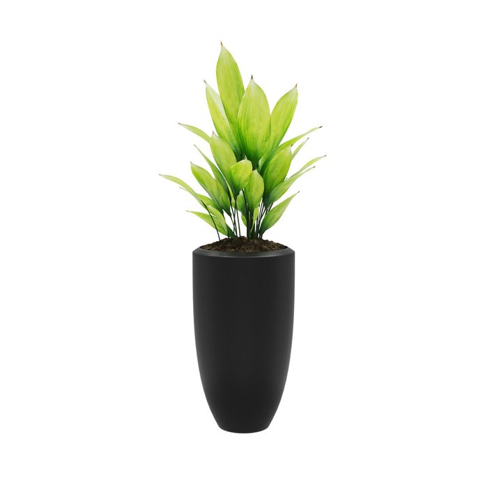 Cast Iron Plant Gettyimages 1144381285