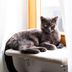 How to Get Cat Pee Out of Clothes and Its Smell Too