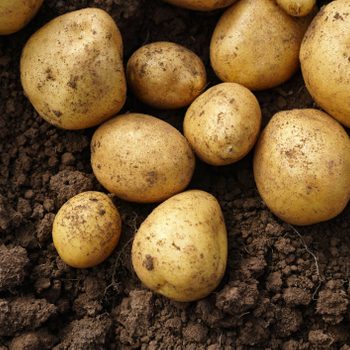 Yellow potatoes are partially buried in dark, crumbly soil, showcasing their rough texture and irregular shapes, indicating freshly harvested produce.