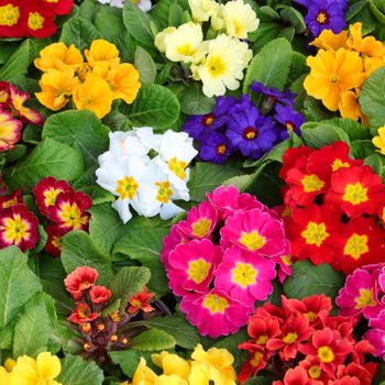 Colorful flowers bloom abundantly, arranged among vibrant green leaves, creating a lively and cheerful display in a garden setting.