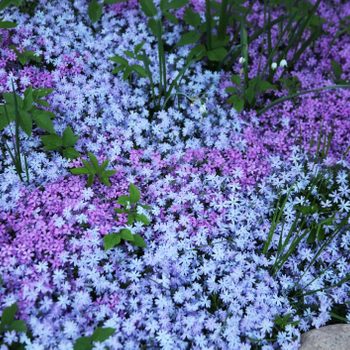 A dense carpet of small purple and blue flowers covers the ground, interspersed with green leaves and occasional stones among the vibrant blooms.