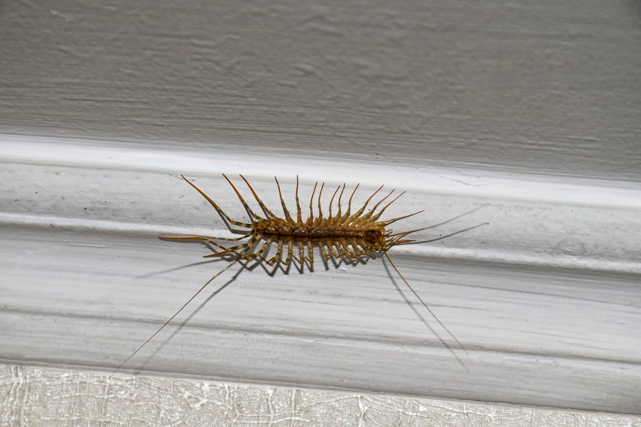A brown centipede crawls along a white baseboard, contrasting against the gray wall behind it in a typical indoor setting.