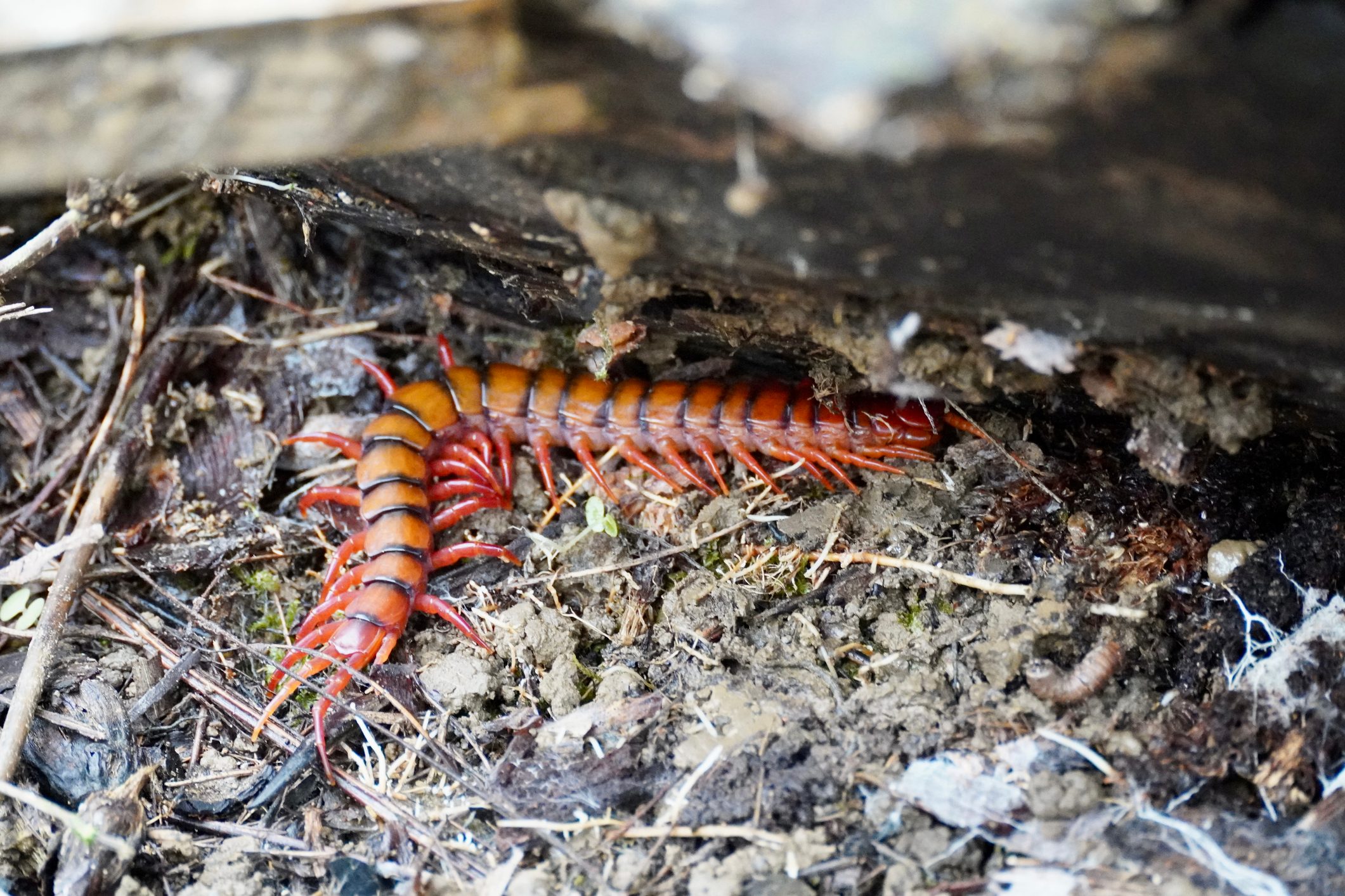 A centipede crawls along moist soil beneath a piece of wood, surrounded by organic debris and small plant material.