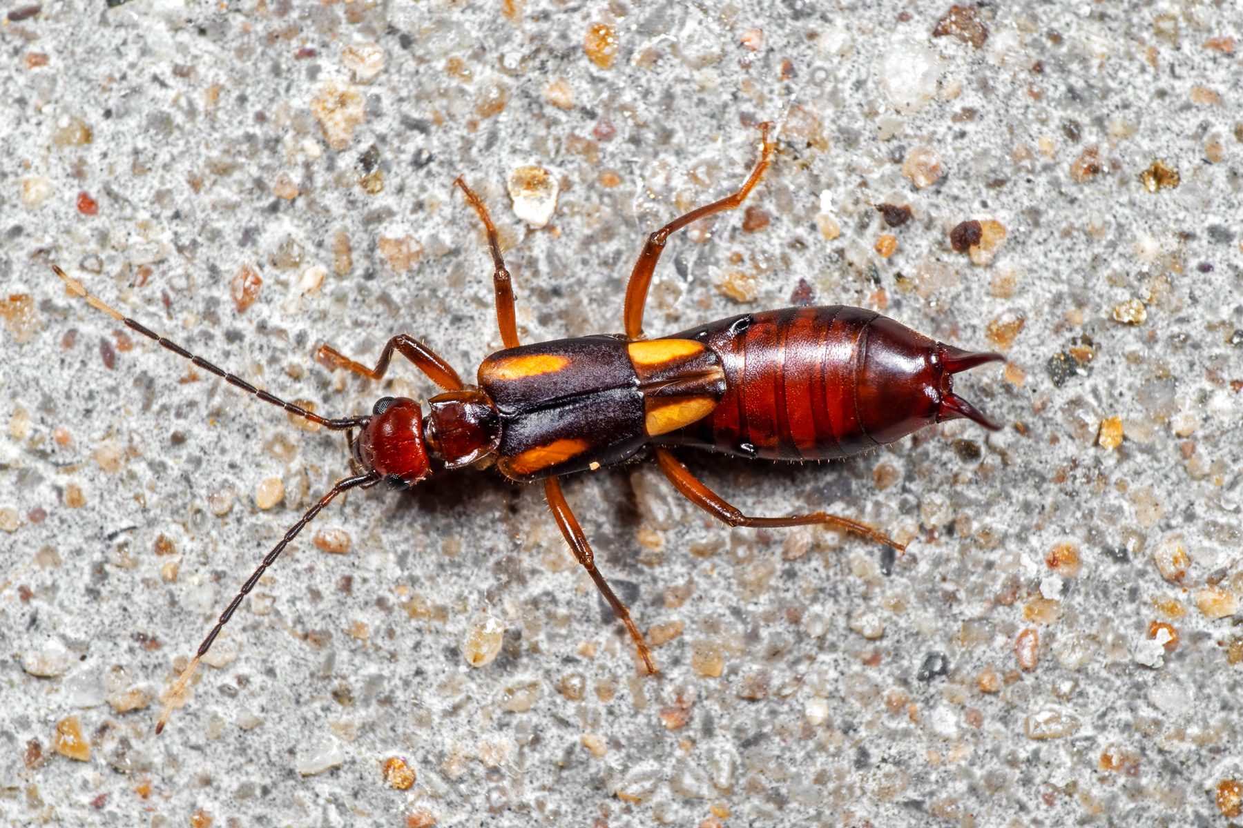 18 Facts You Need To Know About The Pincher Bug