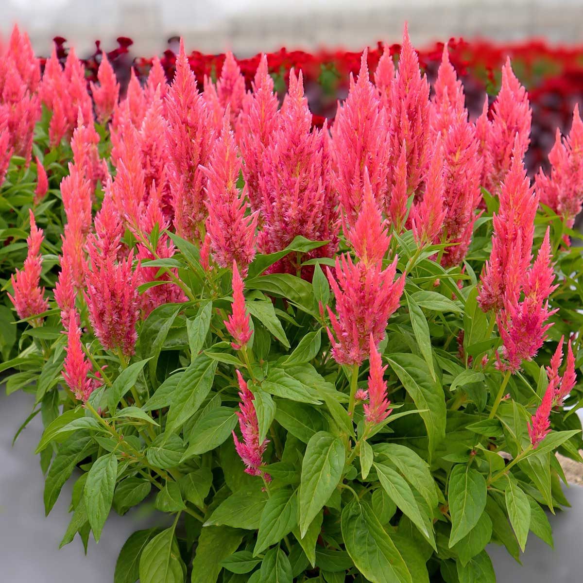 Celosia Pink  Liner