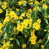 Warning: This Native Vine Can Harm Your Dogs and Cats