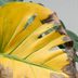 Monstera Health Check: Signs Your Plant Is Sick