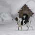 What to Put in an Outside Dog House for Warmth, and Other FAQs